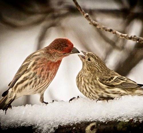 Feed me to woo me - female house finch